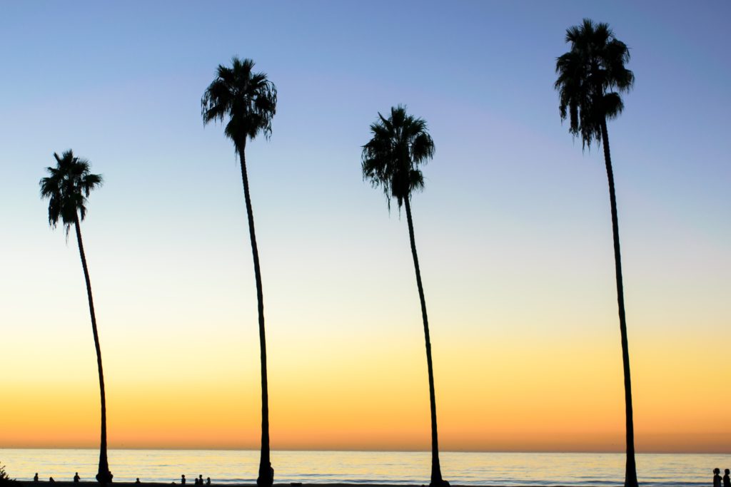 Palm tree silhouette as the sun sets in San Diego over the ocean