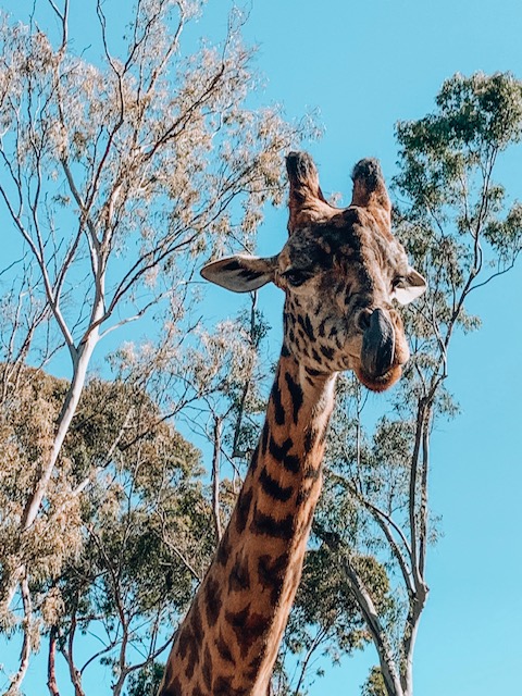 giraffe at the san diego zoo