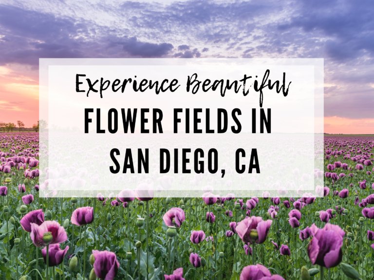 EXPERIENCE SOME OF THE BEST FLOWERS: CARLSBAD, CA