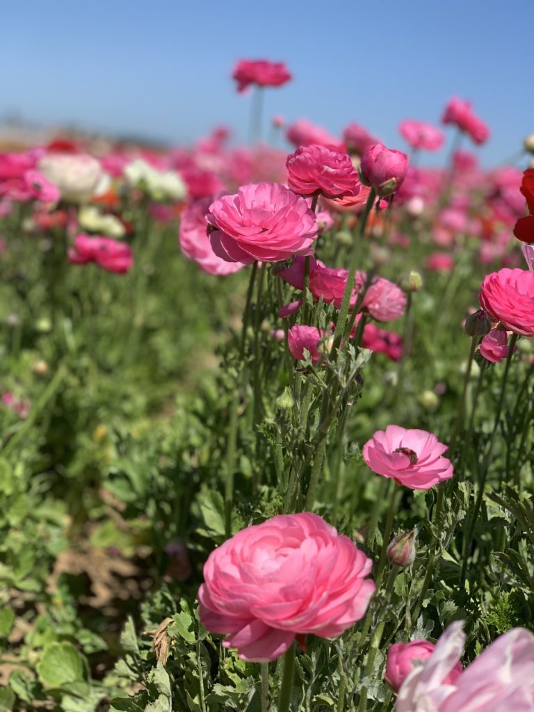 Pink flowers at the Carlsbad flower fields