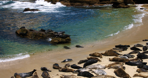 La Jolla beach seals
