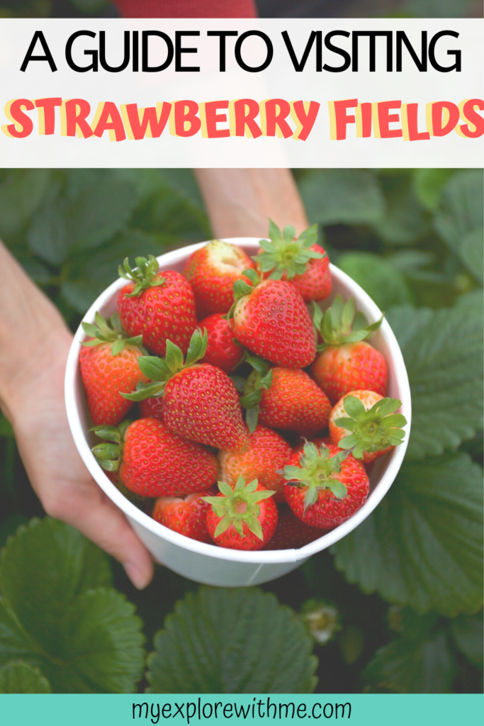 U Pick Strawberries in San Diego, CA Chelsey ExploresOutdoor