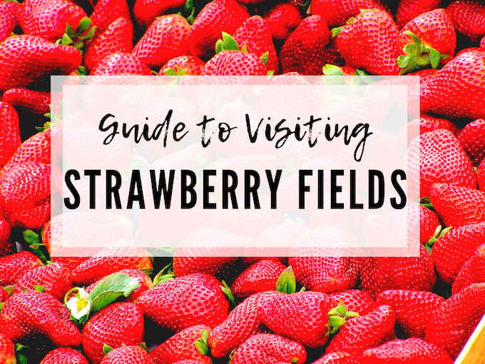 U PICK STRAWBERRIES: STRAWBERRY FIELDS SAN DIEGO