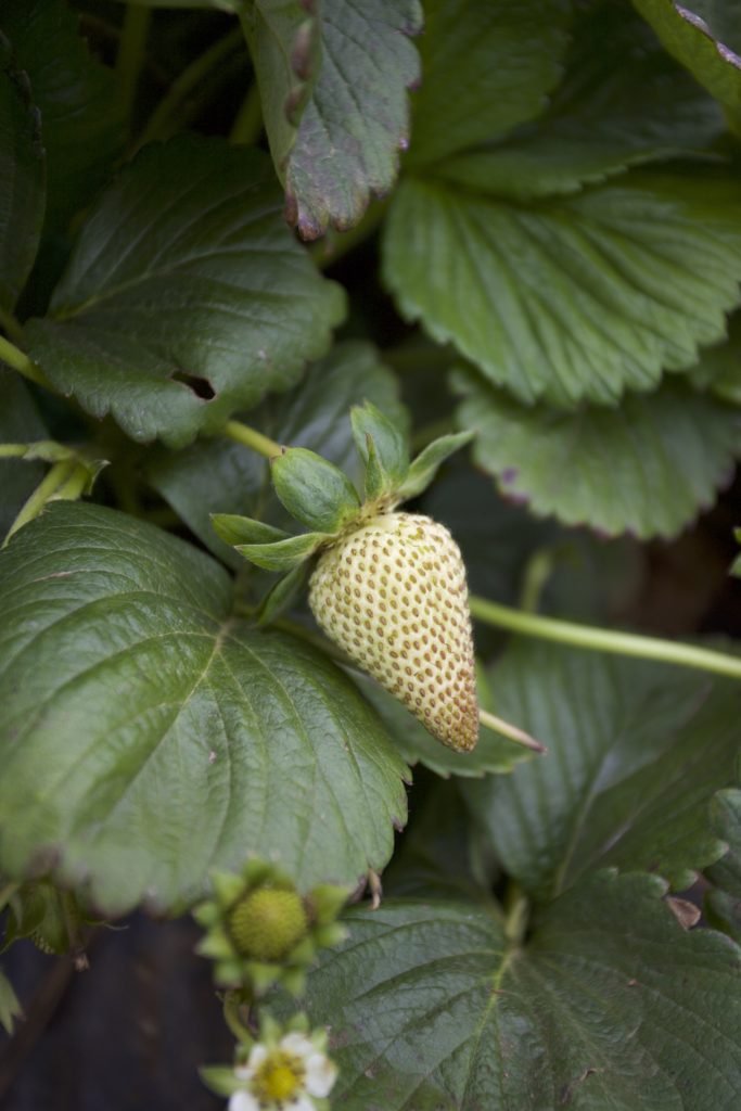 U Pick Strawberries in San Diego, CA Chelsey ExploresOutdoor