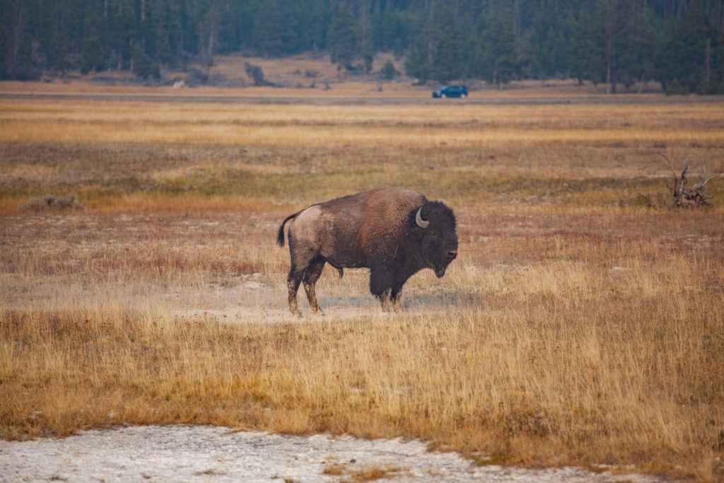 Bison grazing in Yellowstone