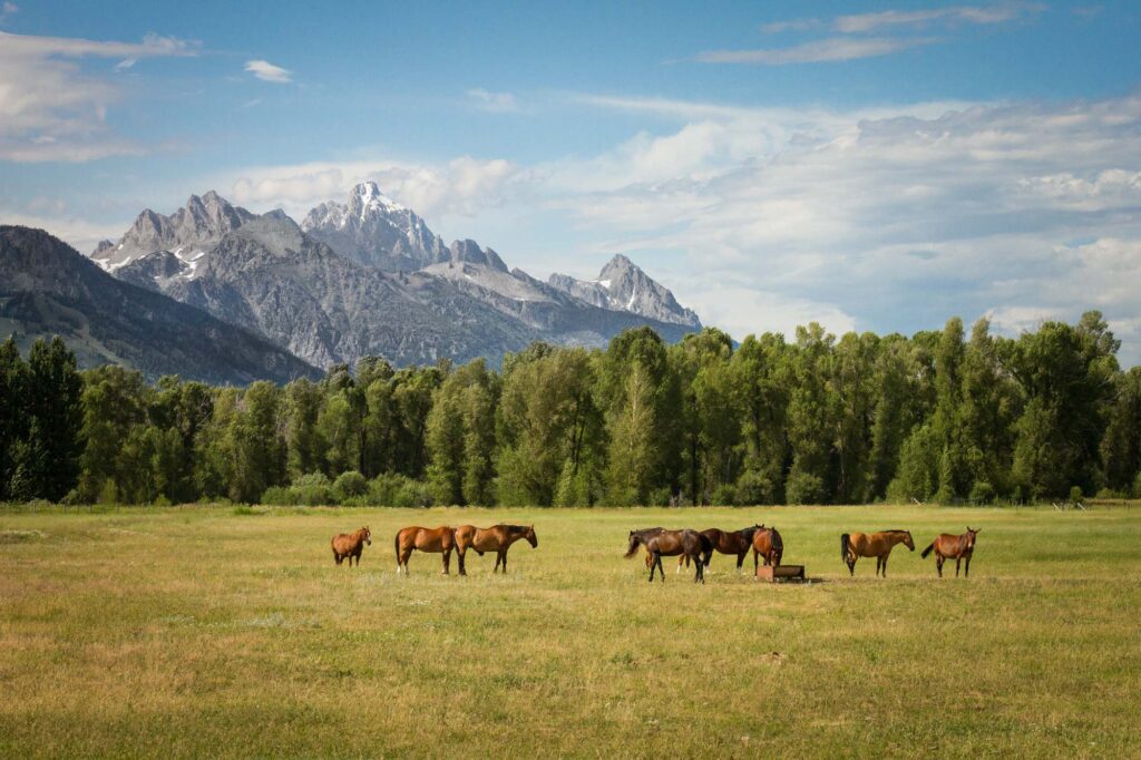 Horses in a grass field in front of mountains. 