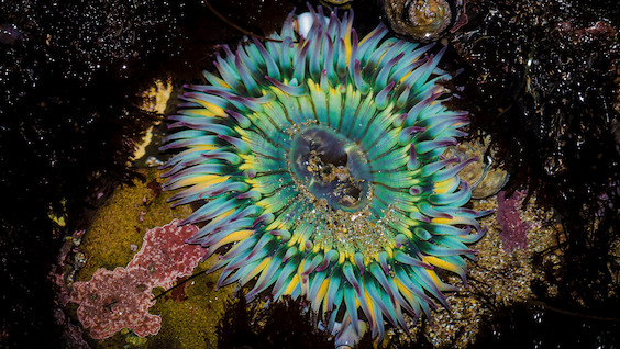 Sea creature in a a tidepool