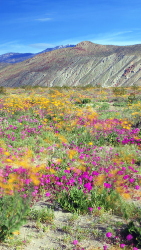 Anza Borrego Wildflower superbloom