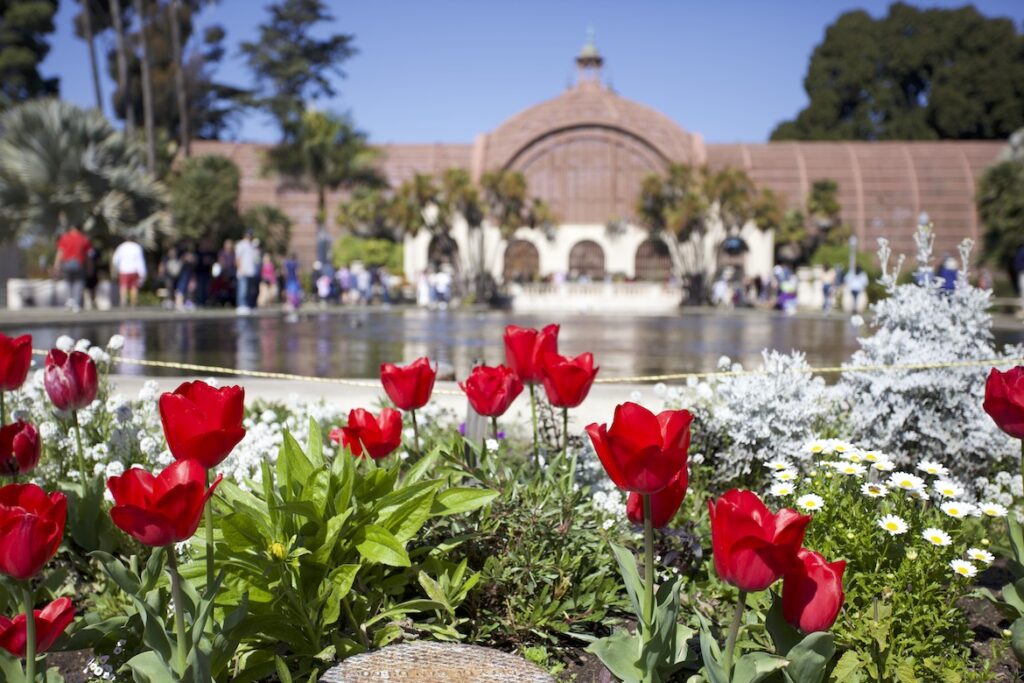 Red flowers in bloom in front of Balboa Park's botanical gardens