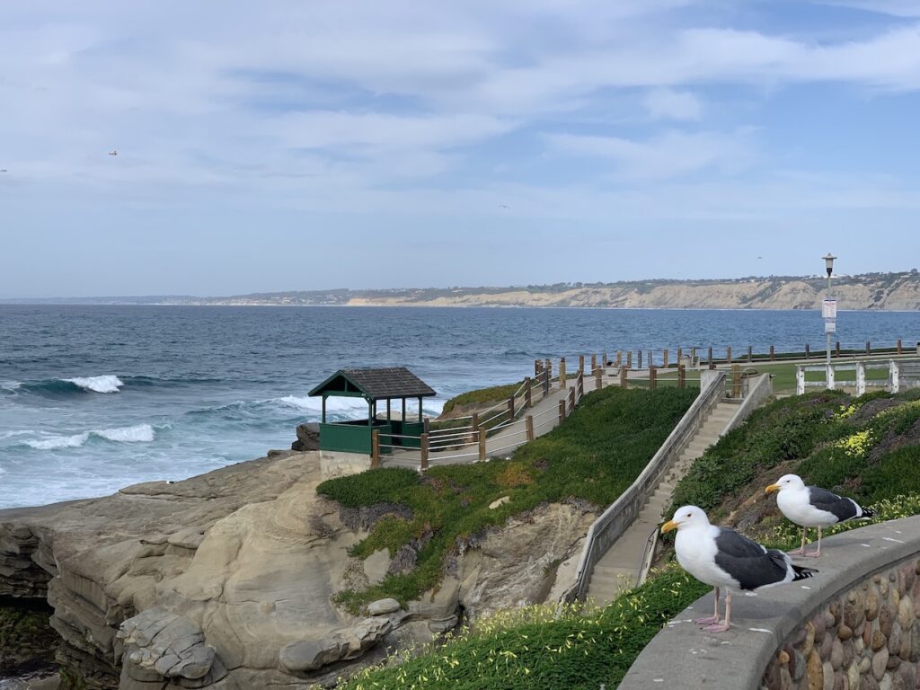 Seagulls lounging at the La Jolla beach in San Diego 