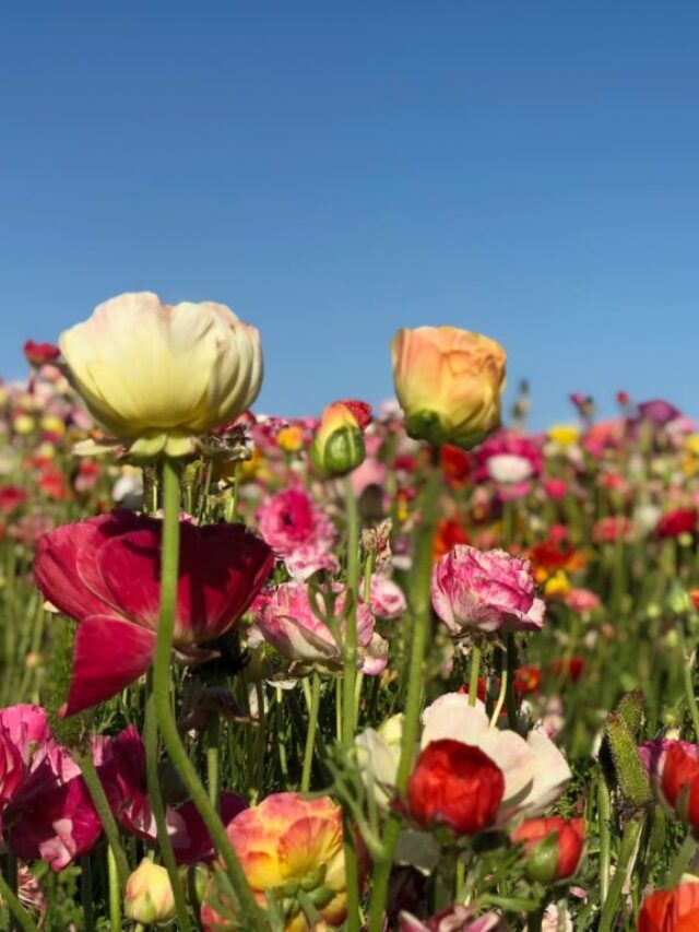 7 Ideas for Spring in San Diego
