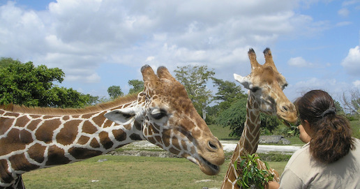 Giraffes being fed at the San Diego Zoo