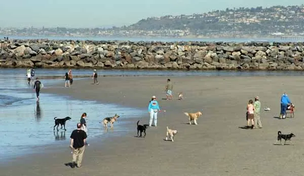 ocean beach dog beach