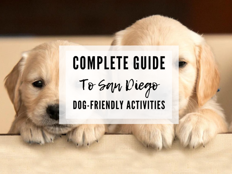 Dog-Friendly Activities in San Diego: A Complete Itinerary