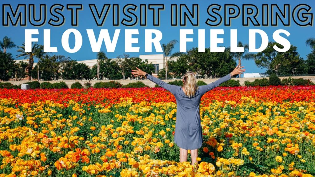 Carlsbad Flower fields in North county San Diego