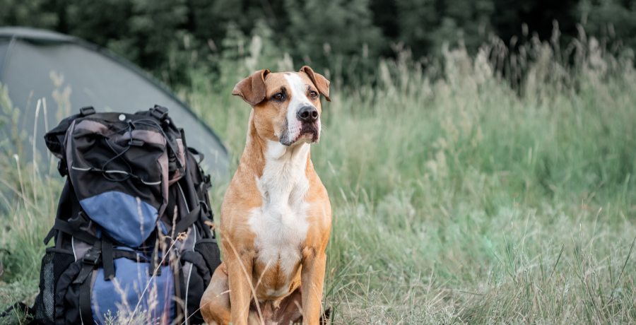 dog sitting by a hiking backpack