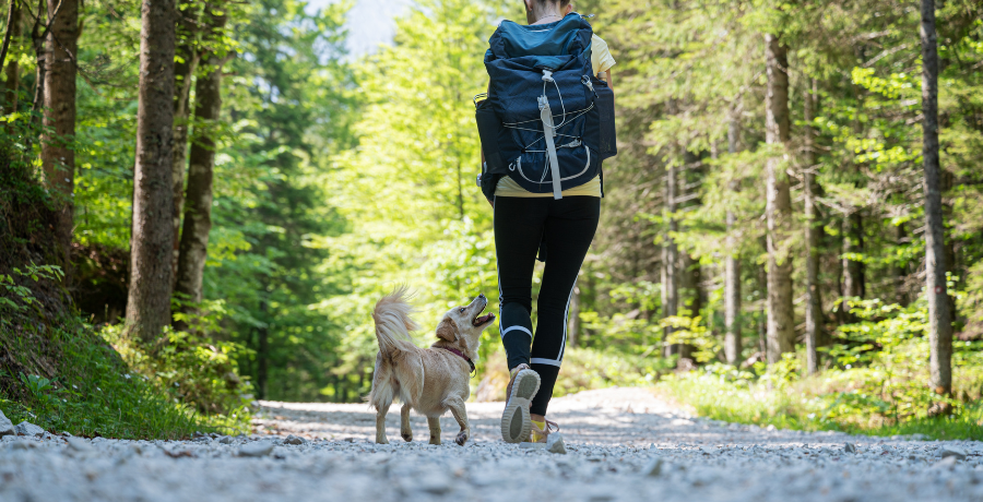 dog hiking with it's owner on the trail