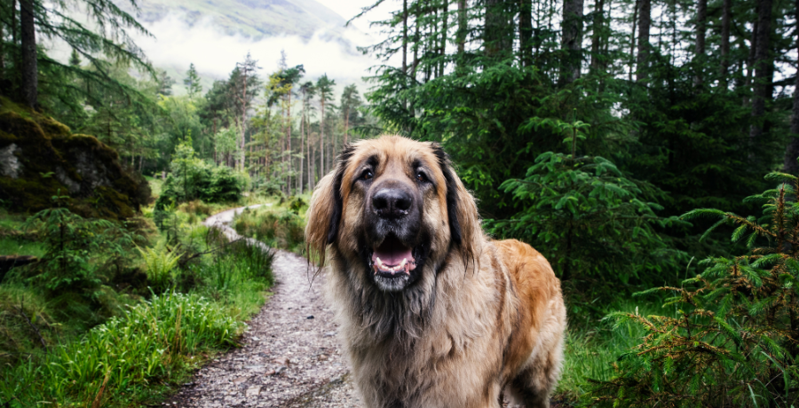 dog looking at the camera on the hiking trail