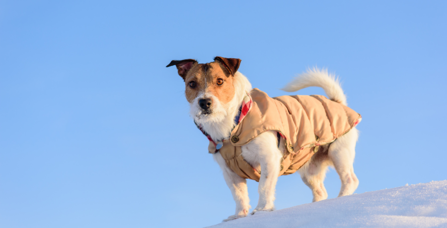 dog wearing a vest looking for their owner