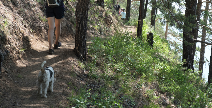 dog walking on the hiking trail behind its owner