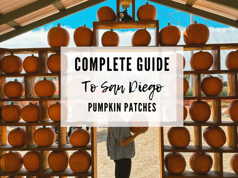 The Best Pumpkin Patches in San Diego: The Ultimate Family Guide